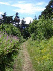 Ma voie est toute de confiance et d'amour